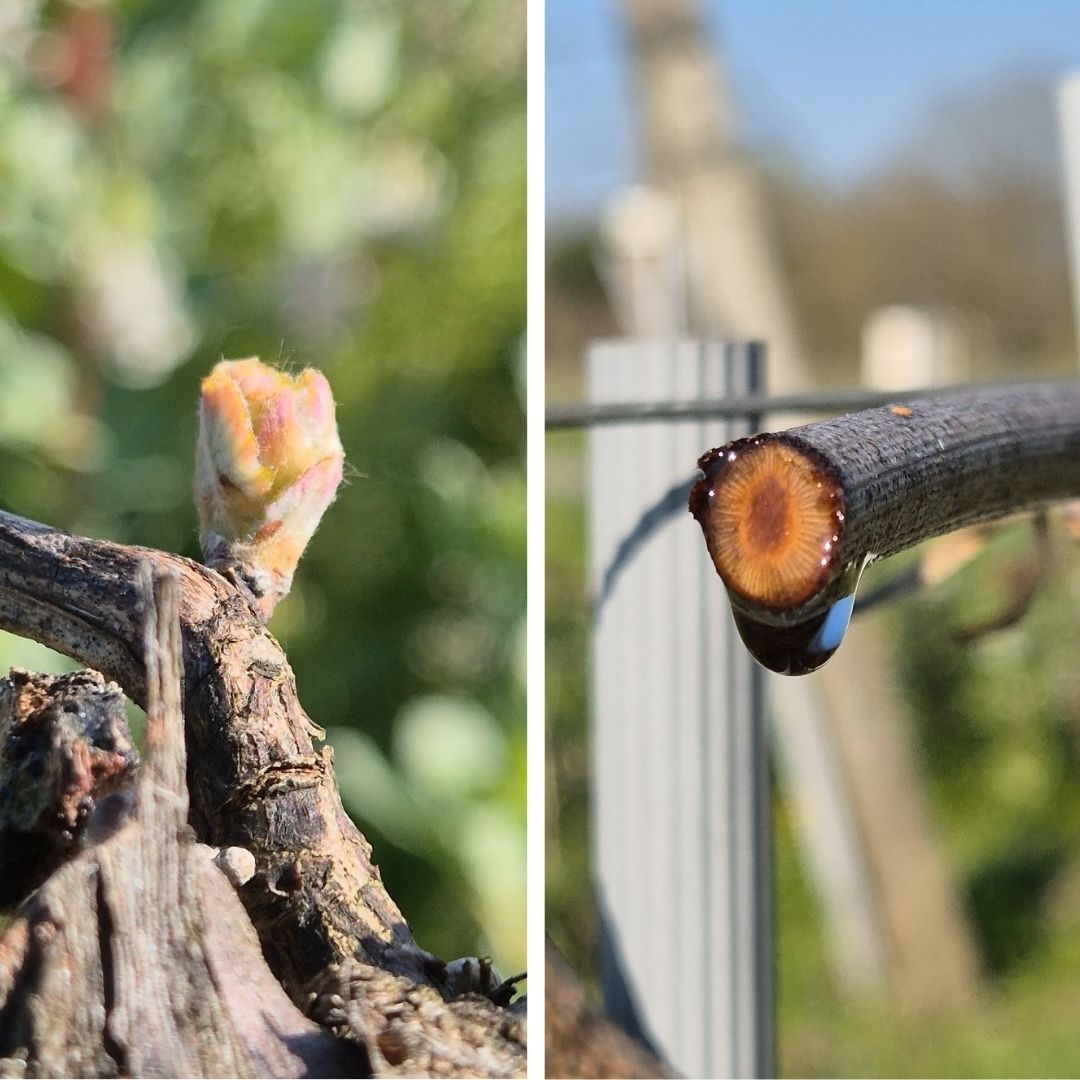 Le printemps au domaine